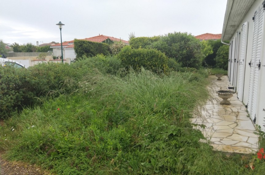 Pelouse envahie par les herbes hautes le long de la maison