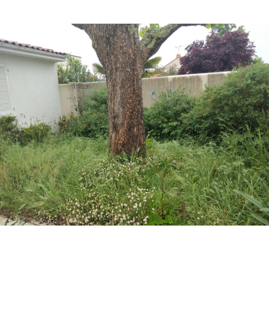 Jardin envahi par les herbes hautes avant intervention