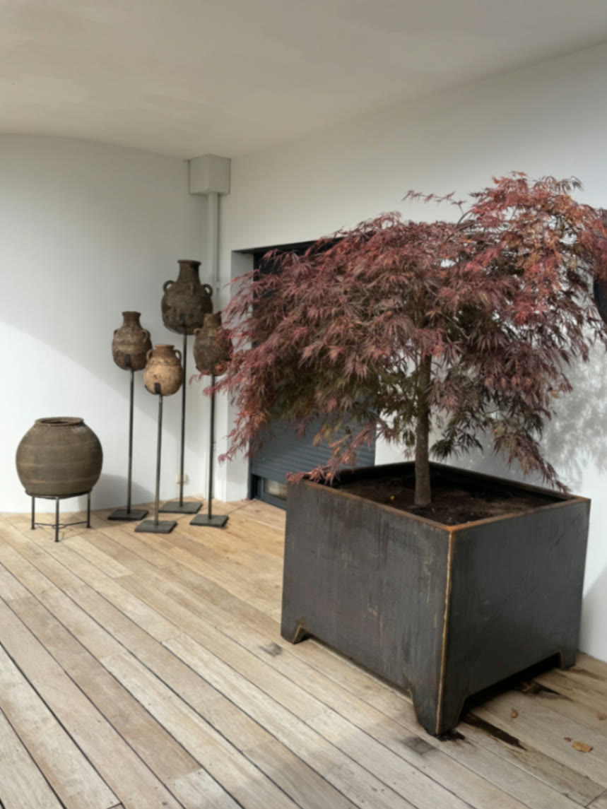 Érable du Japon en bac acier et jarres anciennes en scénographie