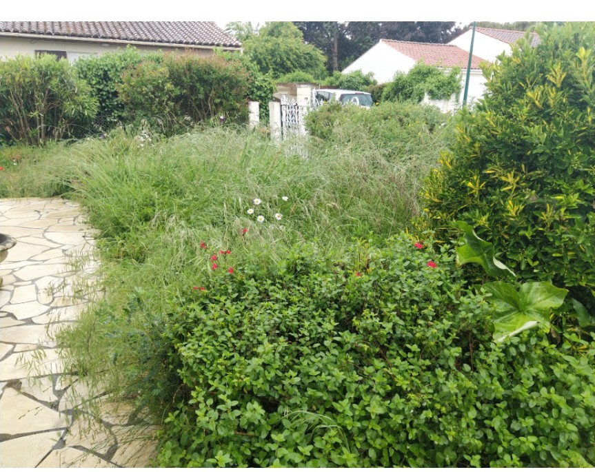 Massifs et haies envahis avant taille